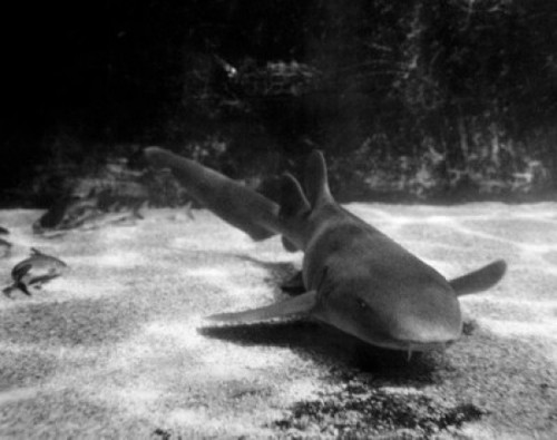 Shark swimming underwater Poster Print