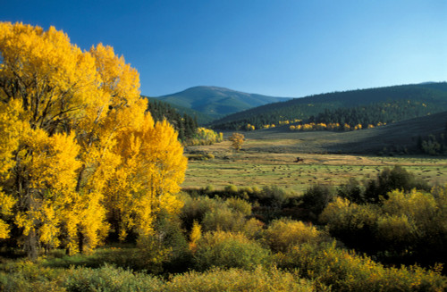 Autumn Colorado USA Poster Print - Item # VARPPI66306