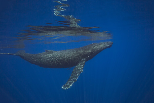 Humpback whale (Megaptera novaeangliae) underwater; Hawaii, United States of America PosterPrint - Item # VARDPI12304358