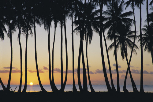 French Polynesia, Huahine, Tropical Sunset Silhouetted Palm Trees Along Ocean Shoreline, Sun Ball Horizon PosterPrint - Item # VARDPI2004469