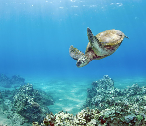 Hawaii, Green Sea Turtle (Chelonia Mydas) An Endangered Species. PosterPrint - Item # VARDPI1975186
