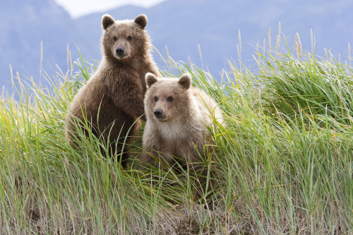 Bear Cubs Standing On A Riverbank At Hallo Bay, Katmai National Park, Alaska PosterPrint - Item # VARDPI2099701