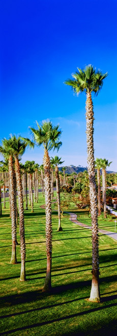 Palm trees near the beach, Santa Barbara, California, USA Poster Print - Item # VARPPI164950