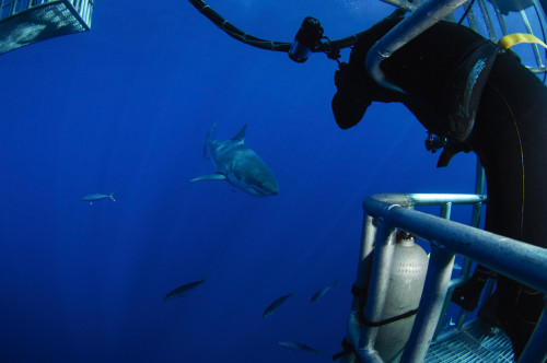 Underwater photographer taking a photograph of a great white shark, Guadalupe Island, Mexico Poster Print