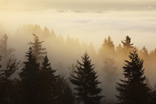 Happy Valley, Oregon, United States Of America; A Forest In The Valley With Fog At Sunrise PosterPrint - Item # VARDPI1871314