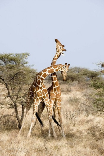 Reticulated giraffes (Giraffa camelopardalis reticulata) necking in a field  Samburu National Park  Rift Valley Province  Kenya Poster Print by Panoramic Images (16 x 24) - Item # PPI119489