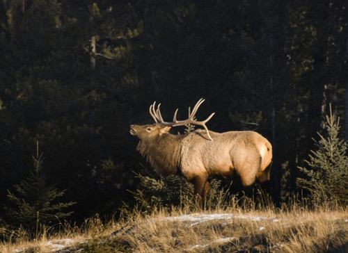 Elk In Forest, Banff National Park, Alberta, Canada PosterPrint - Item # VARDPI1830270