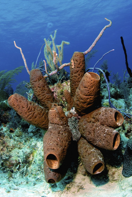 Brown tube sponge cluster, Nassau, The Bahamas Poster Print - Item # VARPSTAMN400037U