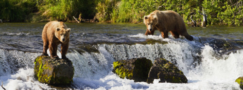 Brown bears (Ursus arctos) standing at Brooks Falls while fishing for sockeye salmon, Katmai National Park and Preserve, Southwest Alaska PosterPrint - Item # VARDPI12300683