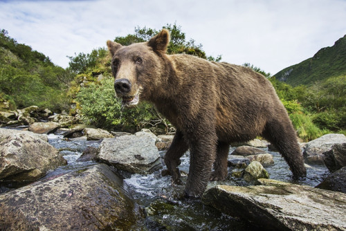 Close-up view of Coastal Brown Bear (Ursus arctos) fishing for spawning salmon in stream by Kuliak Bay, Katmai National Park, Southwest Alaska PosterPrint - Item # VARDPI2383748