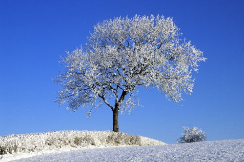 Tree In Winter, Co Down, Ireland PosterPrint - Item # VARDPI1797991