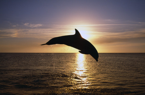 Silhouette Of Bottlenose Dolphin Leaping, Sunset, Caribbean Sea PosterPrint - Item # VARDPI1783808