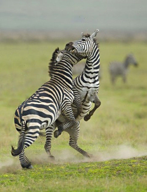 Two zebras fighting in a field  Ngorongoro Conservation Area  Arusha Region  Tanzania (Equus burchelli chapmani) Poster Print by Panoramic Images (19 x 24) - Item # PPI95909