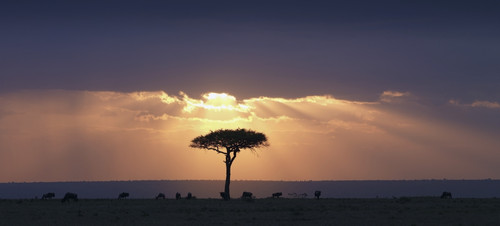 An Acacia Tree And Wildebeest Under A Sunset; Kenya, Africa PosterPrint - Item # VARDPI1865579