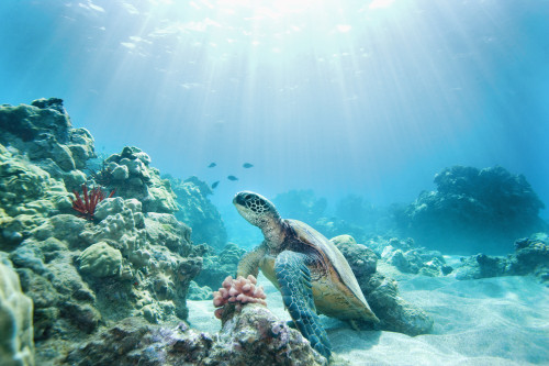 Hawaii, Green Sea Turtle (Chelonia Mydas) An Endangered Species. PosterPrint - Item # VARDPI1975910