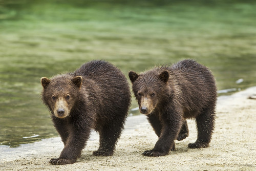 Two Coastal Brown Bear Spring Cubs (Ursus arctos) walking along salmon stream by Kuliak Bay, Katmai National Park, Southwest Alaska PosterPrint - Item # VARDPI2383736