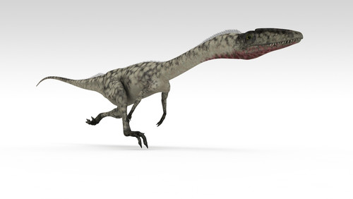 Coelophysis dinosaur, white background Poster Print