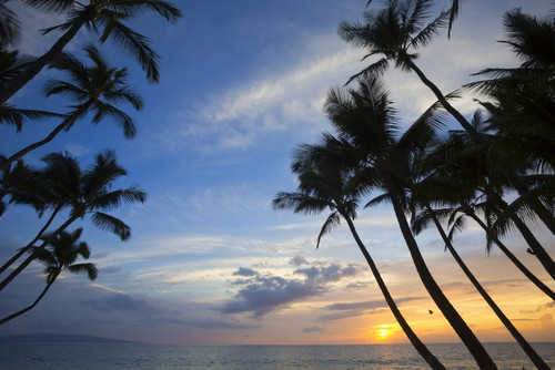 Palm trees at sunset, Keawekapu Beach; Maui, Hawaii, United States of America PosterPrint - Item # VARDPI2431131