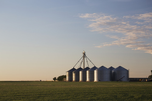 Metal grain bins reflecting sunrise in an early growth grain field with clouds and blue sky; Alberta, Canad PosterPrint - Item # VARDPI12251046