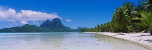 Palm Trees in Bora Bora  French Polynesia Poster Print by Panoramic Images (36 x 12) - Item # PPI31197