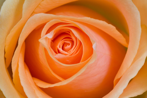 Orange Rose PosterPrint - Item # VARDPI1830345