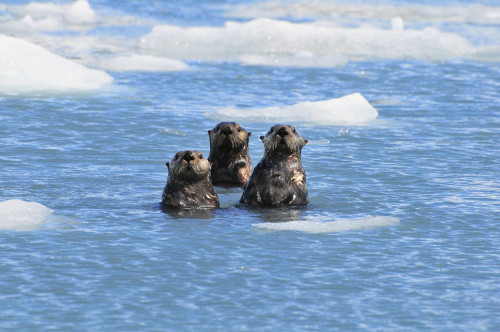 Sea Otters Swim In An Ice Floe At Yale Glacier In Prince William Sound, Southcentral Alaska, Summer PosterPrint - Item # VARDPI2095371