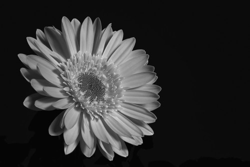 Gerbera daisy; Waterloo, Quebec, Canada PosterPrint