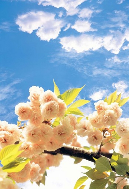 Blossoms against Sky Poster Print by Panoramic Images (17 x 24) - Item # PPI126895