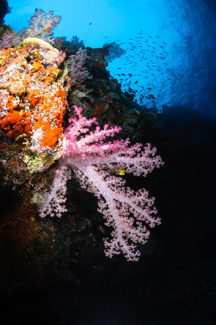 Soft coral seascape, Fiji Poster Print - Item # VARPSTTSW400099U