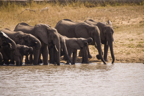 African Elephant (Loxodonta Africana), Arathusa Safari Lodge, Sabi Sand Reserve, Mpumalanga, South Africa, Africa PosterPrint - Item # VARDPI1834693