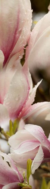Water Drops on Pink Magnolias Poster Print by Panoramic Images (12 x 45) - Item # PPI162648