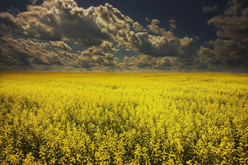 Alberta, Canada; A Canola Field Under Clouds PosterPrint - Item # VARDPI1874684
