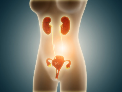 Anatomy of female body with reproductive organs Poster Print - Item # VARPSTSTK700488H