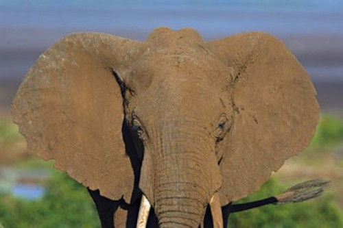 Close-up of an African elephant  Lake Manyara  Arusha Region  Tanzania (Loxodonta Africana) Poster Print by Panoramic Images (16 x 11) - Item # PPI95810