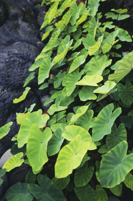 Hawaii, Maui, Hana, Close-Up Of Taro Leaves PosterPrint - Item # VARDPI1994121