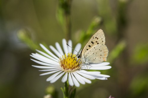 Copper Butterfly (Lycaenidae) seeks nectar from aster blossoms; Astoria, Oregon, United States of America PosterPrint - Item # VARDPI12284960