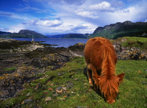 Highland Cattle, Scotland PosterPrint - Item # VARDPI1816743