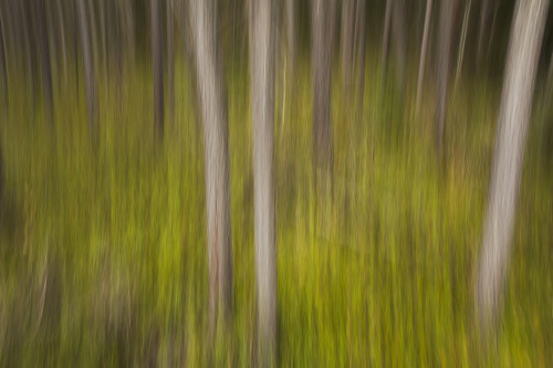 Motion blur of trees; Ontario, Canada PosterPrint - Item # VARDPI12271048