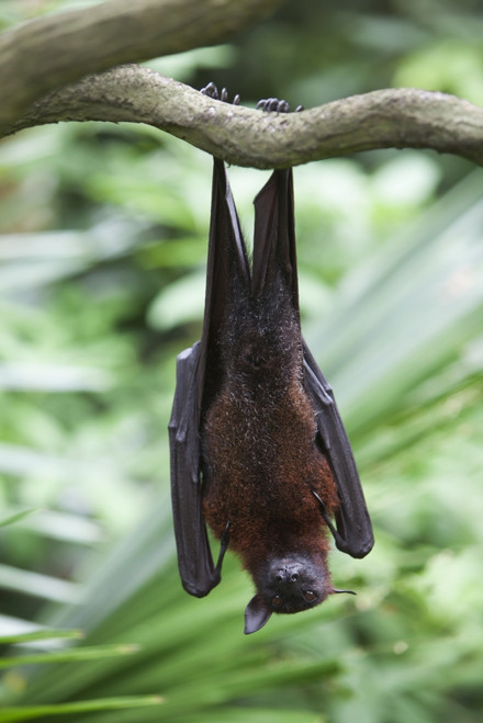 A Flying Fox Bat Hangs Upside Down From A Tree Branch At The Singapore Zoo; Singapore PosterPrint - Item # VARDPI2025815