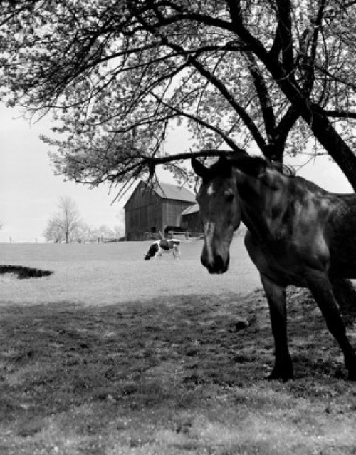 Horse and cow grazing on farm Poster Print - Item # VARSAL255416931