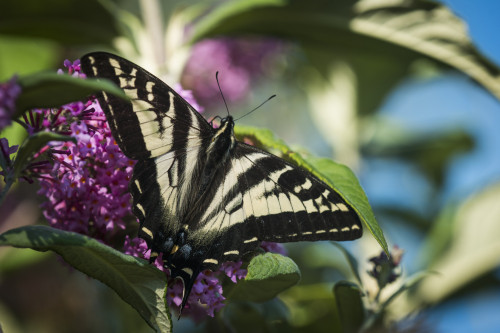 A Swallowtail Butterfly seeks nectar from a butterfly bush; Astoria, Oregon, United States of America PosterPrint - Item # VARDPI12279056