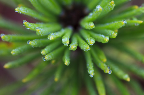 Close Up Of Water Droplets On The Tips Of A Shore Pine, Wrangell Island, Alaska PosterPrint - Item # VARDPI2174483