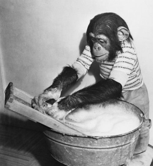 Close-up of a young chimpanzee washing a tray Poster Print - Item # VARSAL9901562