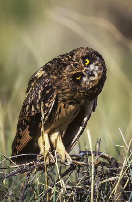 A Juvenile Short-Eared Owl (Asio Flammeus) Surveys The Scene; Idaho Falls, Idaho, United States Of America PosterPrint - Item # VARDPI2373757