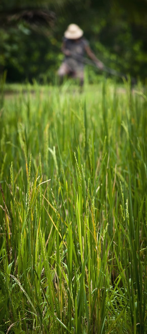 Worker On Rice Field; Ubud, Bali, Indonesia PosterPrint - Item # VARDPI2334688
