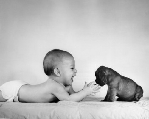 Baby playing with puppy on bed Poster Print - Item # VARSAL2559167A