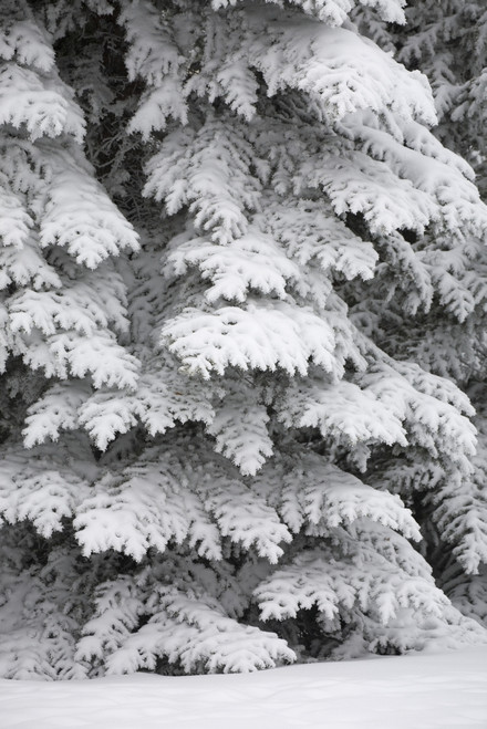 Snow Covered Evergreen Trees; Calgary, Alberta, Canada PosterPrint - Item # VARDPI1935946