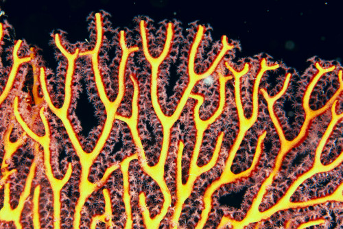 Australia, Gorgonian coral fan close-up detail PosterPrint - Item # VARDPI2087201