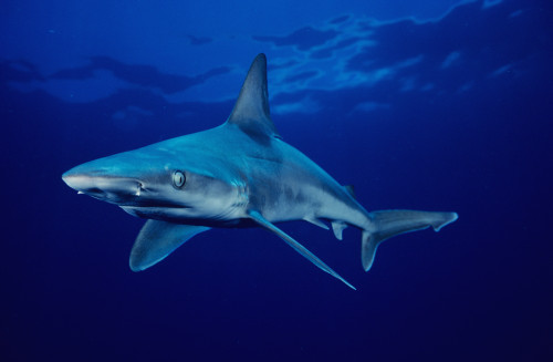 USA, Sandbar Shark (Carcharhinus Plumbeus) in clear blue water near surface; Hawaii Islands PosterPrint - Item # VARDPI1986799