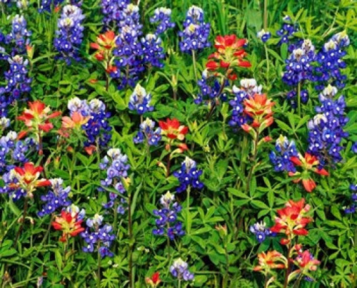 Texas Bluebonnets Poster Print by Panoramic Images (15 x 12) - Item # PPI102970